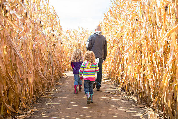 Two Girls & Dad Walking Through Autumn Corn Maze