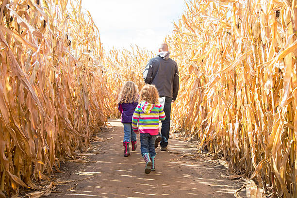 Two Girls & Dad Walking Through Autumn Corn Maze stock photo
