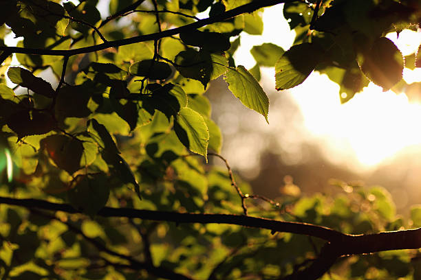 istock macro leaves of the trees against the sky 494080570