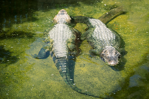Two Caiman Crocodilians in the water