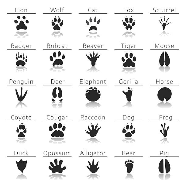 illustrations, cliparts, dessins animés et icônes de ensemble de motifs animal - paw print