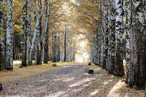Park alley footpath