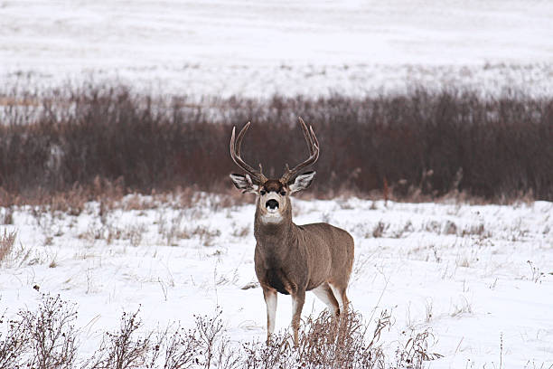 istock Mule buck on a winter landscape 494082438