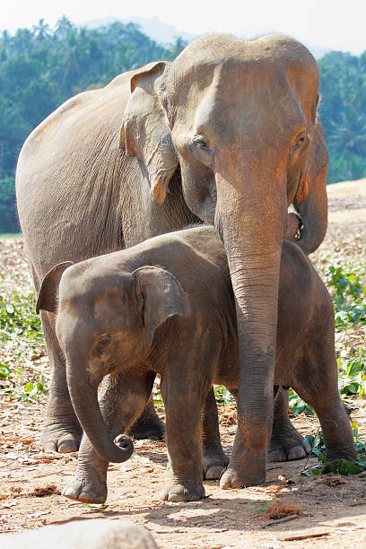 istock walking orphanage elephant herd in Sri Lanka jungle 494084830