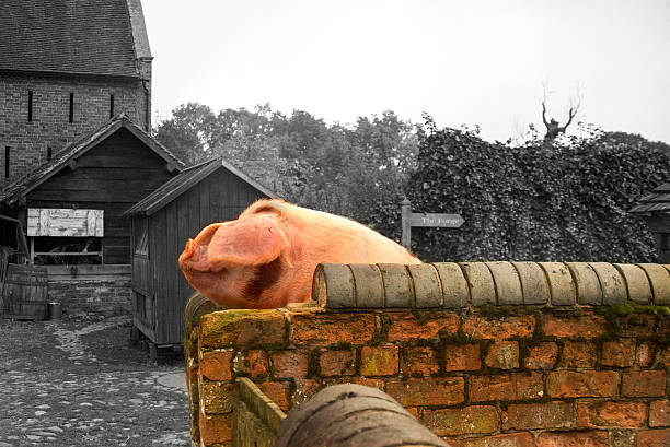 Big Pig stock photo