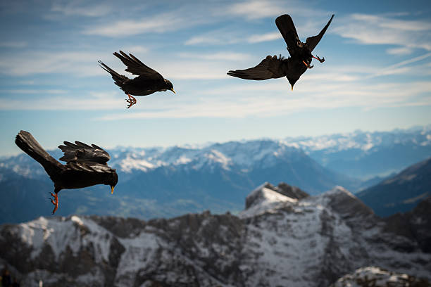 istock Alpine or yellow-billed chough Pyrrhocorax graculus 494085528