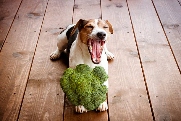 istock Jack russell terrier dog with broccoli. 494087208