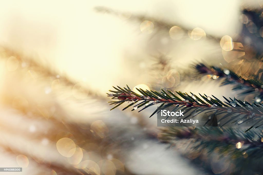 The sparkling ice drops on fir-tree branches. The fir-tree branches sparkling on the sun in ice droplets. Illuminated Stock Photo