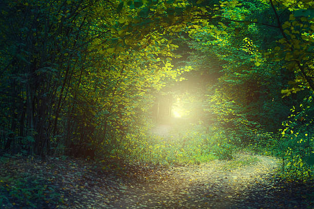 Forest road in misty sunny morning
