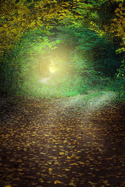 istock Country road in misty forest over sunlight 494090488