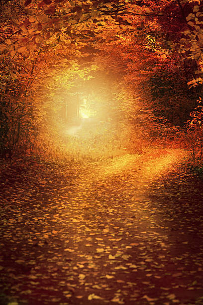 istock Country road in autumn forest over sunlight 494090702