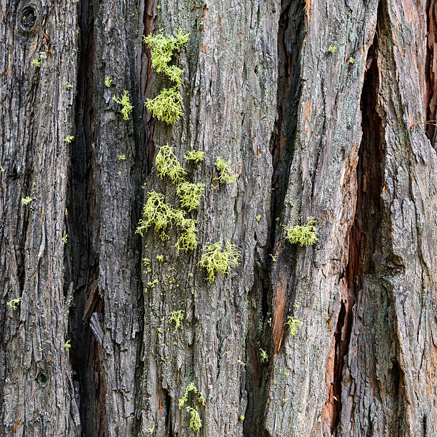 istock Crack of Bark and Moss 494091491