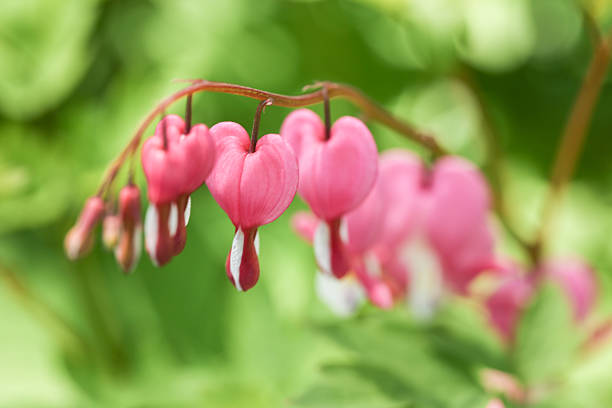istock Close Up Bleeding Hearts Garden Flower 494091509