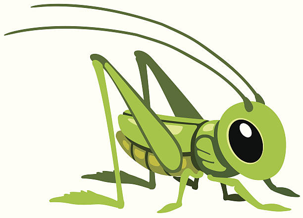 illustrazioni stock, clip art, cartoni animati e icone di tendenza di fumetto di cavalletta - grasshopper