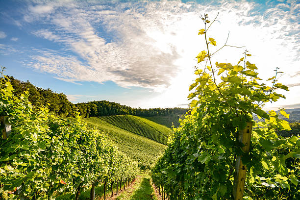 istock Vineyards short before harvest, Southern Styria near Leibnitz Austria 494092854