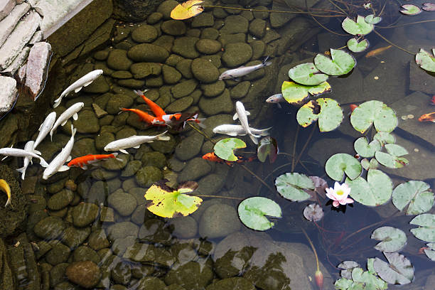istock Lily, gold fish in a man made pond. 494093408