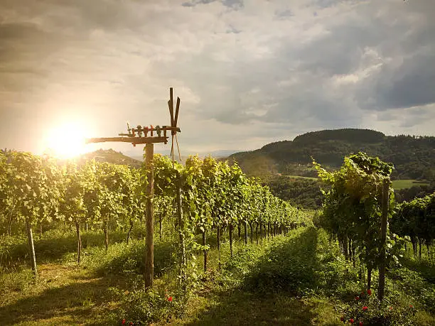 Vineyards with Klapotetz in Southern Styria near Leibnitz before harvest, Austria