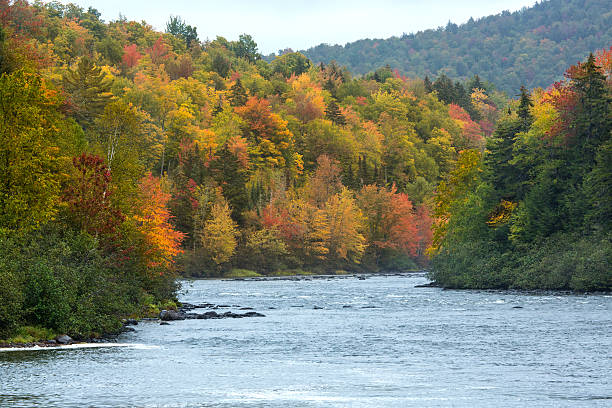 istock Fall foliage on the Androscoggin River near Errol, New Hampshire 494093638
