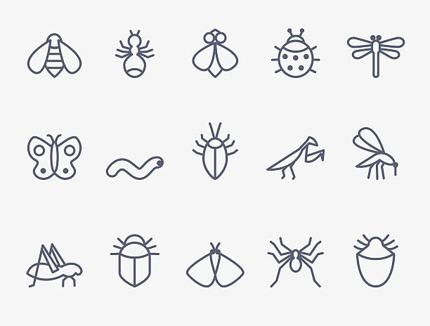 ilustrações, clipart, desenhos animados e ícones de conjunto de ícones de insetos - cricket locust grasshopper insect