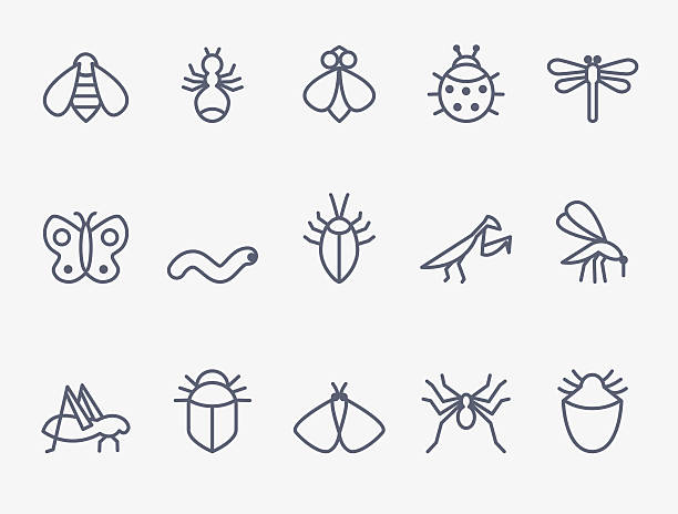 insect icon set - cırcır böceği böcek stock illustrations