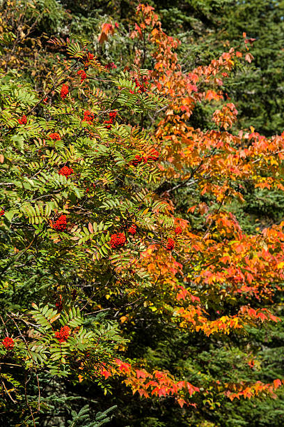 follaje de otoño y red mountain ash bayas en el norte de maine. - saddleback mountain fotografías e imágenes de stock