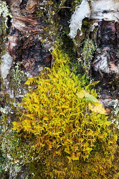 aufnäher mit gelben federn moss auf dem birke, northern maine. - saddleback mountain stock-fotos und bilder