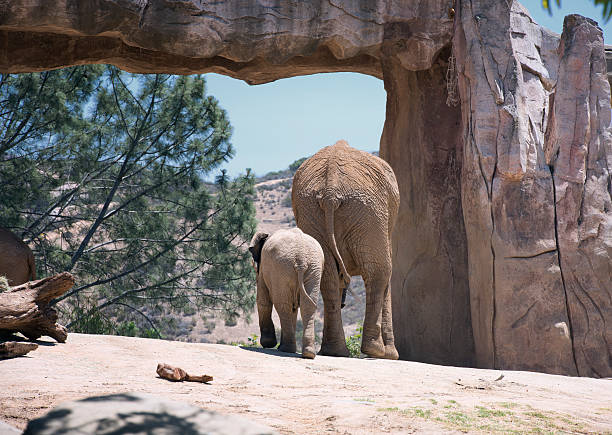Asian Elephant with large tusks looking directly at the camera. The Asian or Asiatic elephant (Elephas maximus) has been listed as endangered as the population has declined by at least 50% over the last three generations.