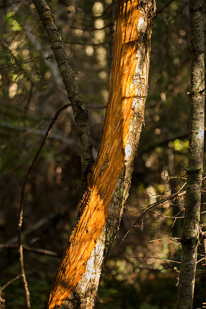 bark heridas de alce frotar terciopelo en el antlers, maine. - saddleback mountain fotografías e imágenes de stock