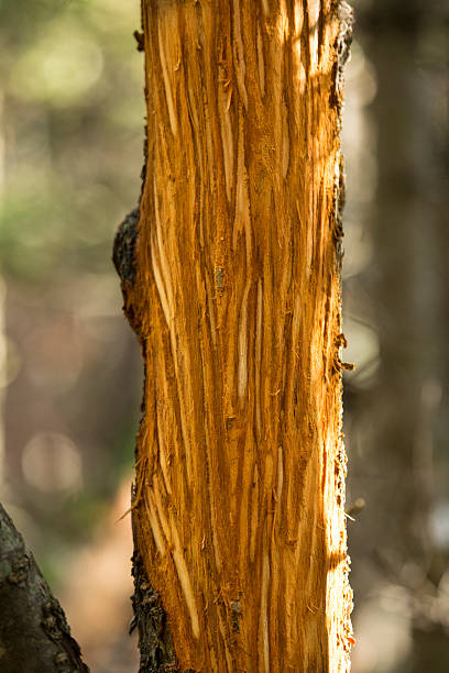 detalhe de casca feridas de moose a fricção veludo de desconto, maine. - saddleback mountain - fotografias e filmes do acervo