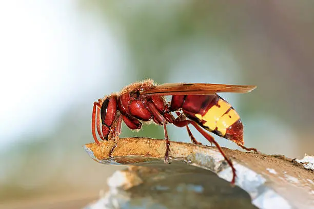 The Oriental hornet (Vespa orientalis), is a hornet which looks very similar to the European hornet
