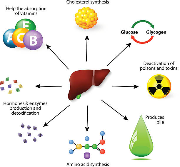 liver veranstaltungen - enzyme stoffwechsel stock-grafiken, -clipart, -cartoons und -symbole