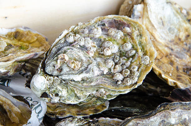 istock One beautiful frensh Oyster 494094376