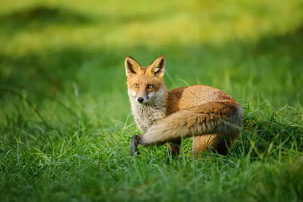 Photo of Red fox standing in grass from side