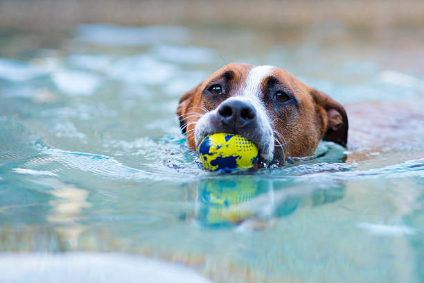 istock Pitbull Terrier Dog Bringing a Ball 494094602