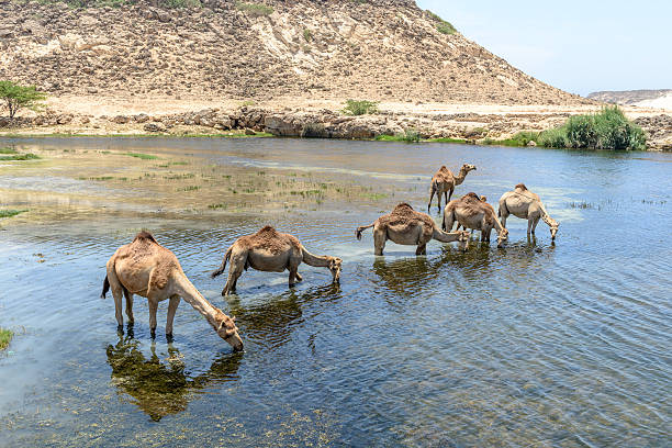 Dromedaries drinking at Wadi Darbat with cliffs, Taqah (Oman)