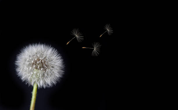 istock Dandelion Loosing Seeds in the Wind 494097399