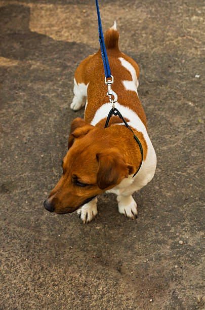 istock Jack Russell Terrier an a lead looking right 494098039
