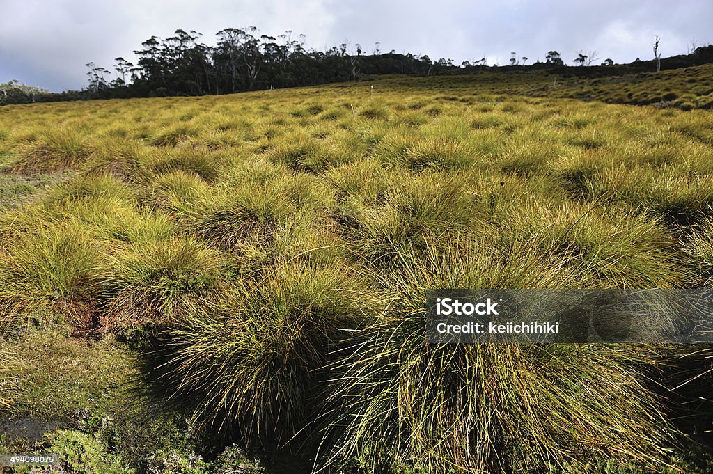 Tasmanian Button Grass Tasmanian Button Grass at Cradle Mountain NP, Tasmania, Australia, Australia Stock Photo