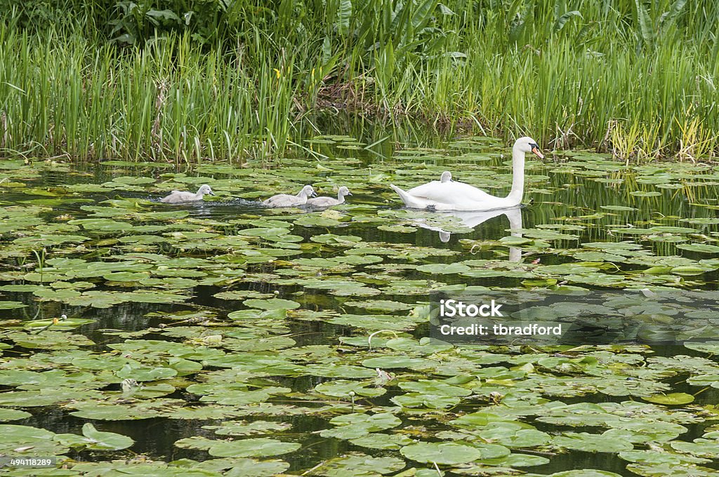 Cygnets equitazione su è madri posteriore - Foto stock royalty-free di Acqua