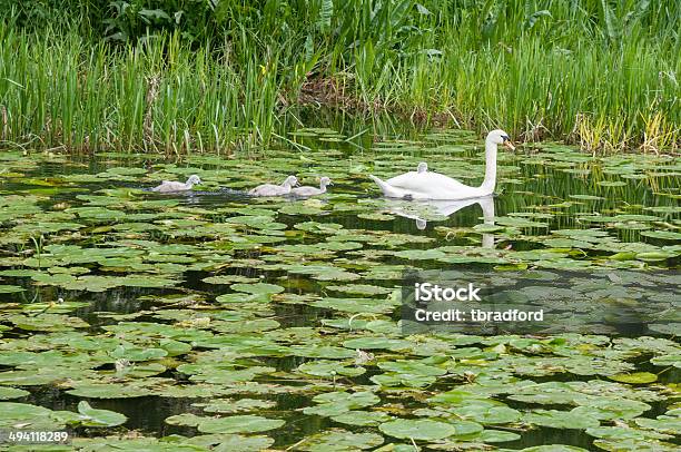 Cygnets Riding On É Mães Parte De Trás - Fotografias de stock e mais imagens de Animal - Animal, Animal selvagem, Ao Ar Livre