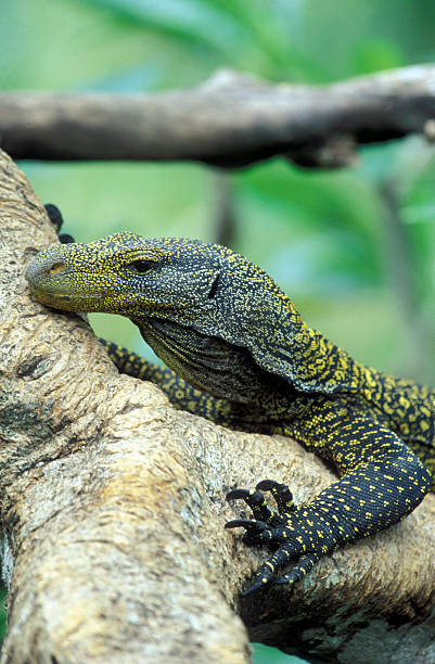 istock ASIA SINGAPORE VARAN 494118585