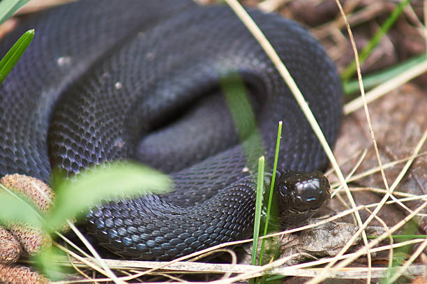 istock Venomous snake black   viper basking in the sun. 494118613