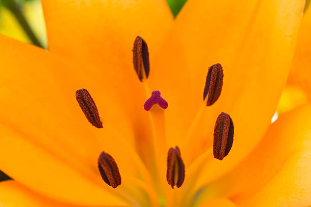 istock Orange lily pollen covered stamen 494118883