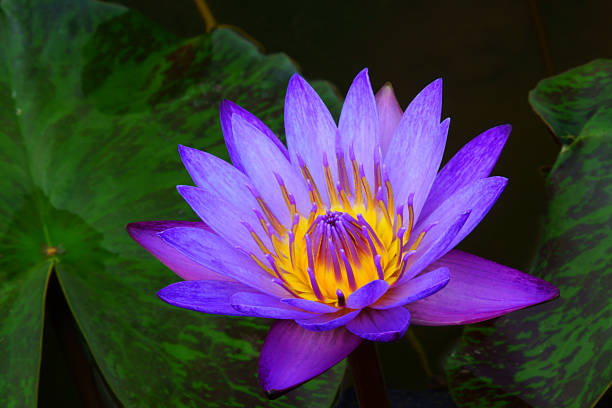 istock Purple lotus 494118985