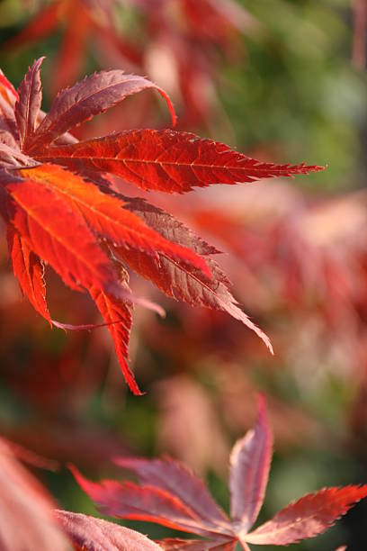 istock Autumn leaves in the sunlight. 494119163
