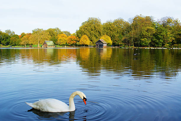 swan en hyde park de londres en otoño - hyde park fotografías e imágenes de stock