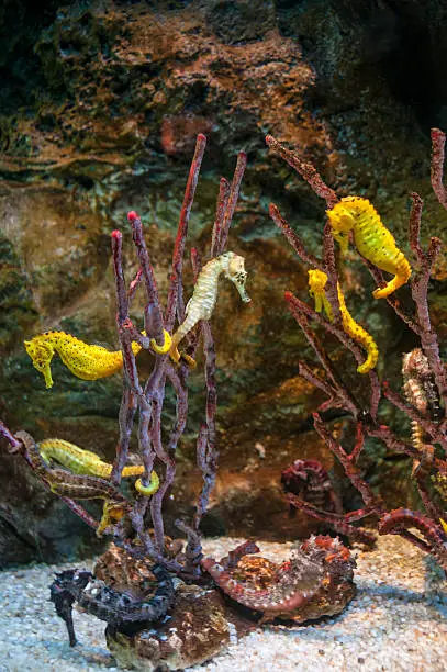 Photo of Sea Horses Cling To Coral