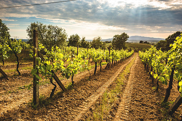 istock italian vineyard landscape at sunset 494120181