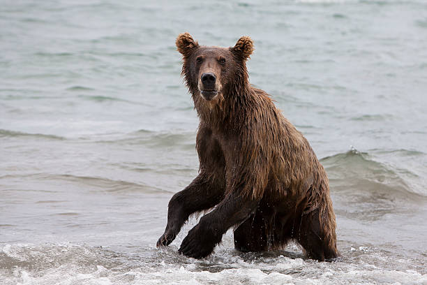 istock Brown bears catching fish in the lake 494120207