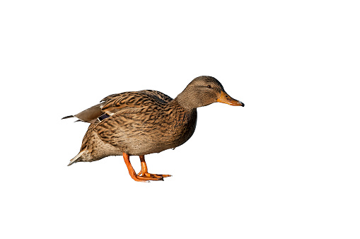 Mallard, female (Anas platyrhynchos)